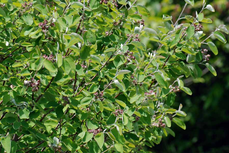 Amelanchier ovalis / Pero corvino